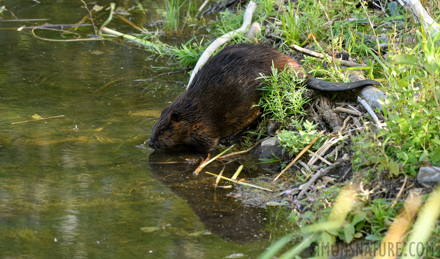 Castor canadensis [400 mm, 1/320 sec at f / 8.0, ISO 1600]